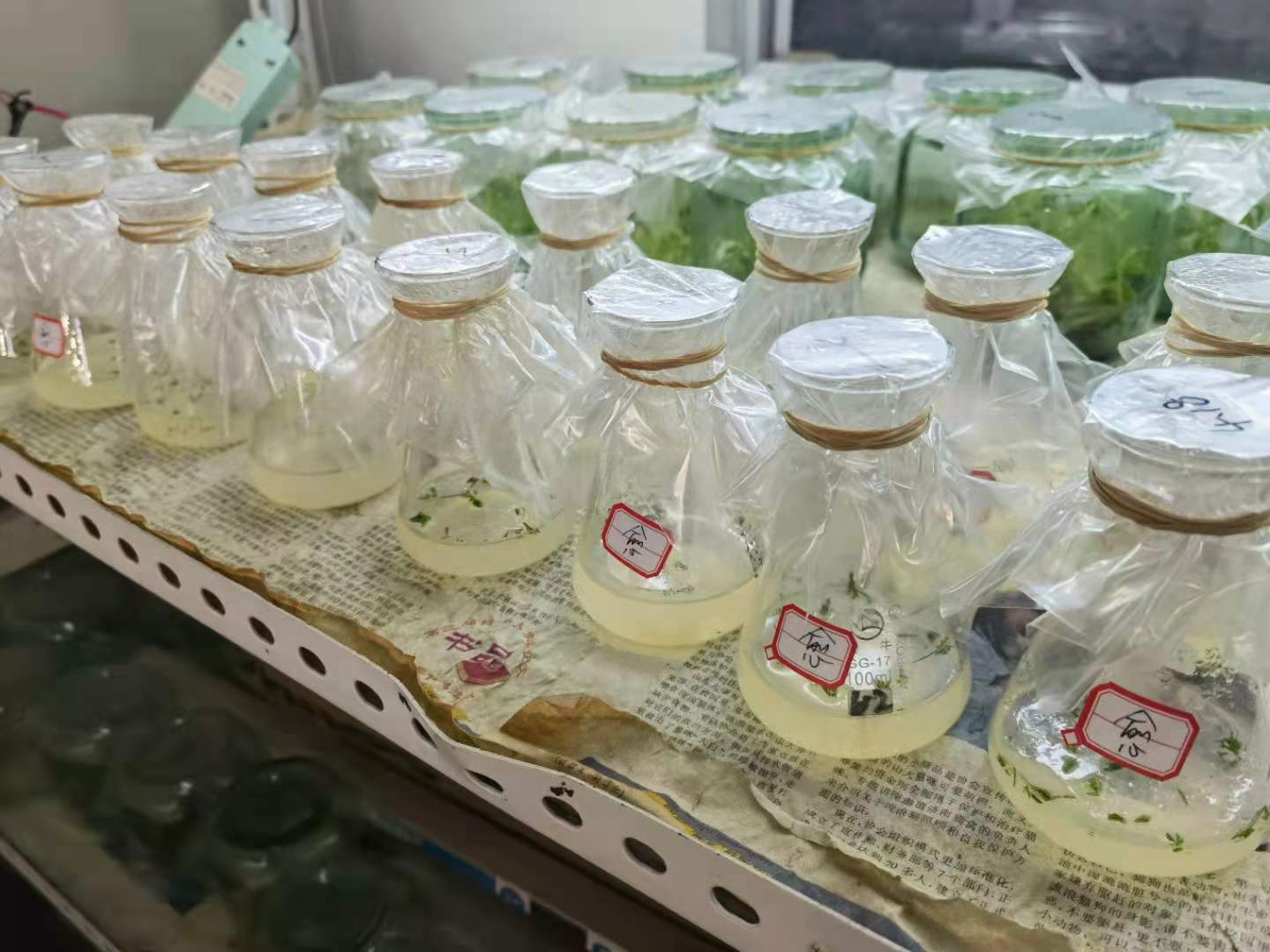 太阳成集团tyc234cc古天乐